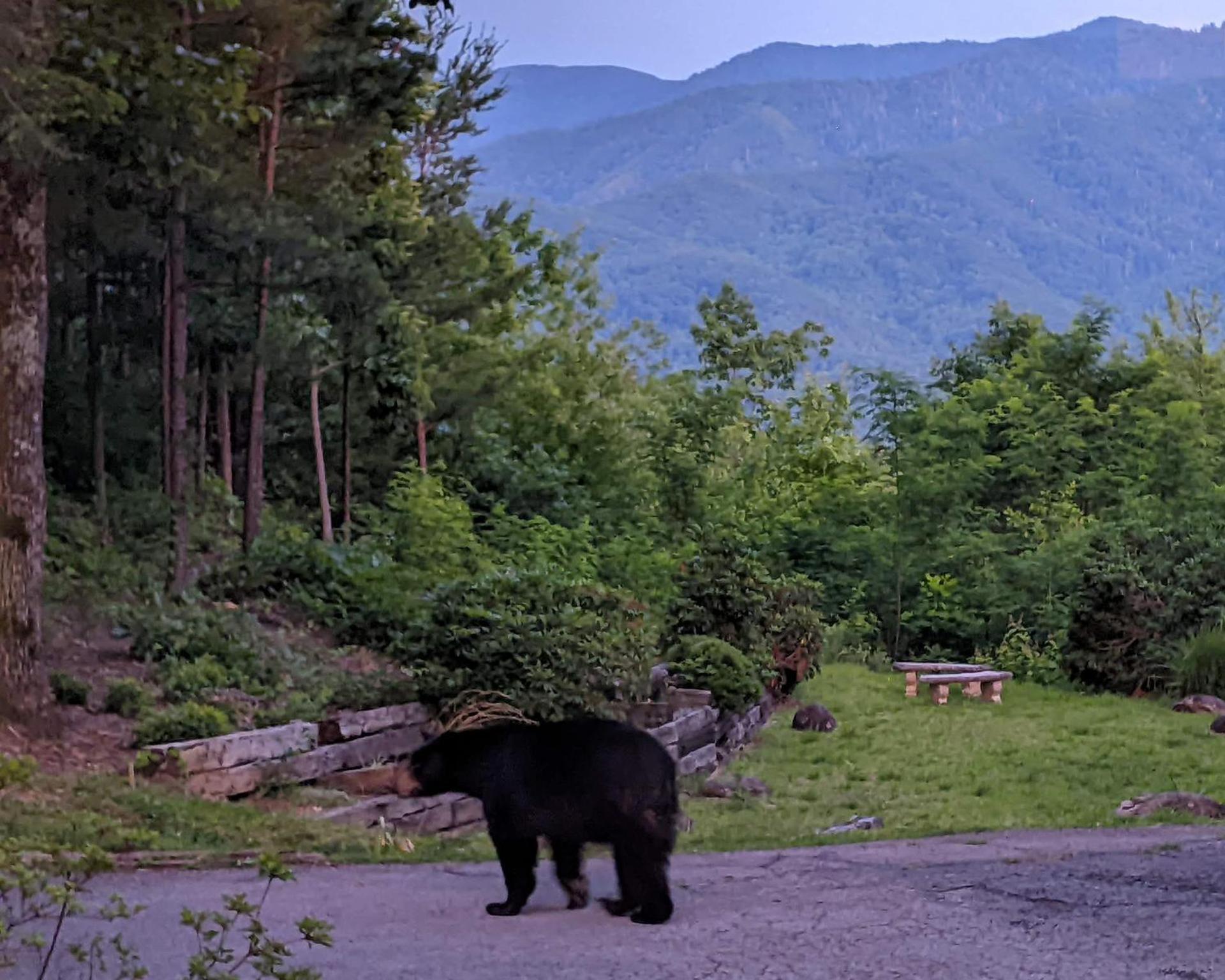 Real Log Cabin With Amazing Views, Hot Tub, Sauna, Games Gatlinburg Dış mekan fotoğraf